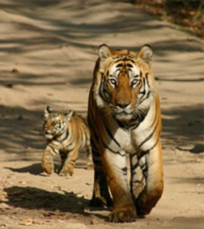 बाघ-tiger