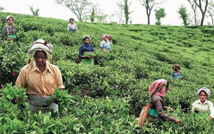 tea plantation workers in west bengal