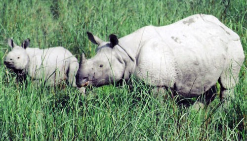rhino family in dudhwa national park