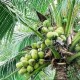 विजयवाड़ा में मनेगा विश्व नारियल दिवस