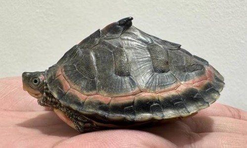 rarest turtle