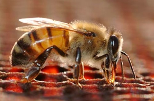 bee standing on honeycomb surface