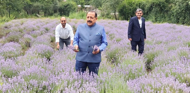 csir-iiim lavender festival in jammu