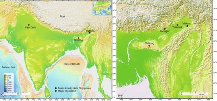 24 million year old fossils collected from makum coalfield, assam