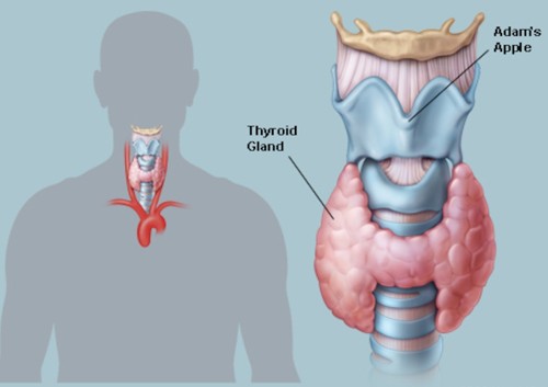 thayrids