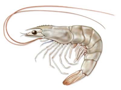 shrimp