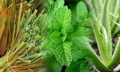 medicinal plants