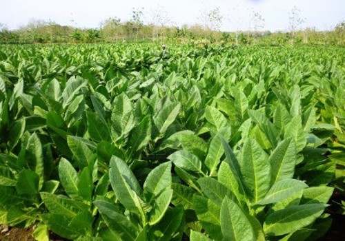 tobacco