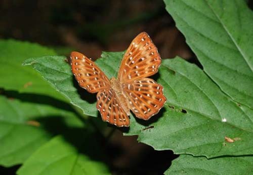 butterflies