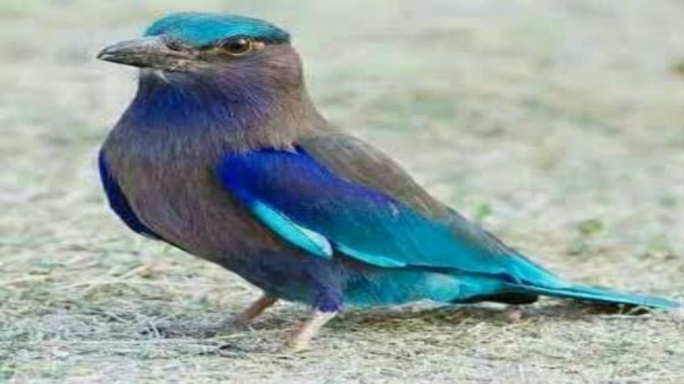 neelkanth
