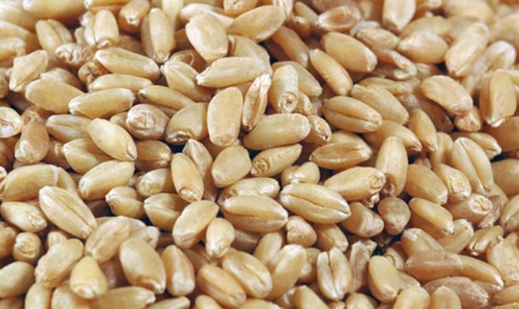 wheat