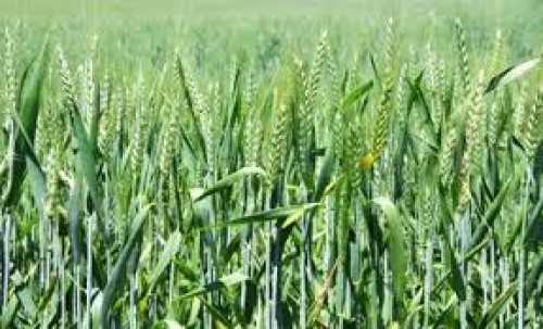 wheat