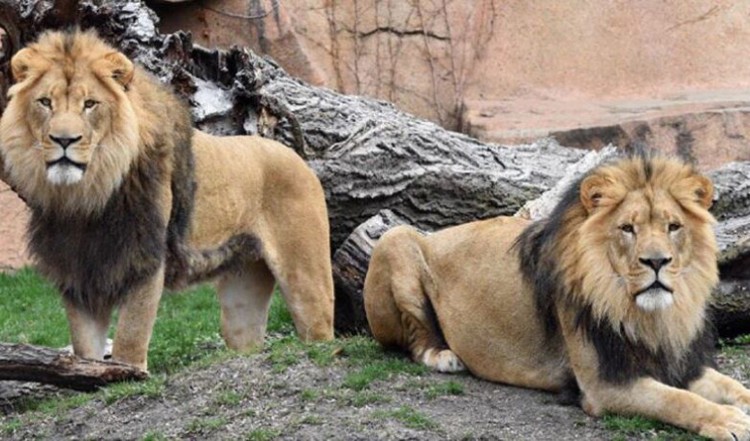 asian lion infected with sars-cove 2 (file photo)