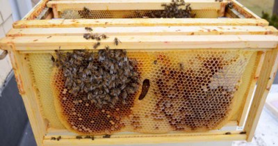 bee-box