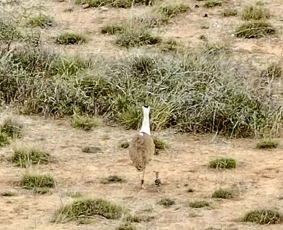 great indian bustard population revived in kutch