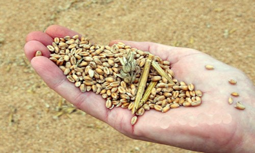 लाखों टन अनाज सड़ा