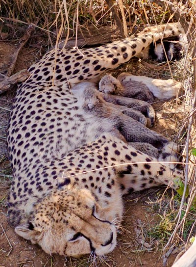 cheetah jwala gives birth to five cubs in kuno