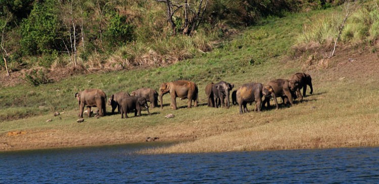 there has been an increase in the number of protected areas for elephants in india