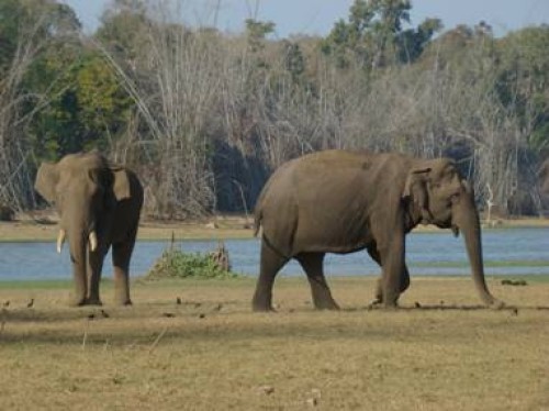 study on groups of asian elephants