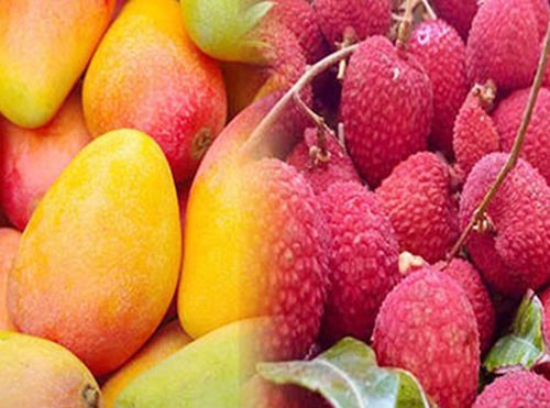 home supplies of 'shahi litchi' and 'jardalu mango'