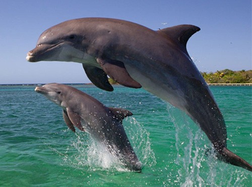 dolphin