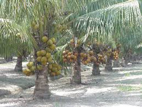coconut farming