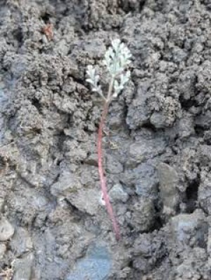 asafoetida cultivation in lahaul valley of himachal