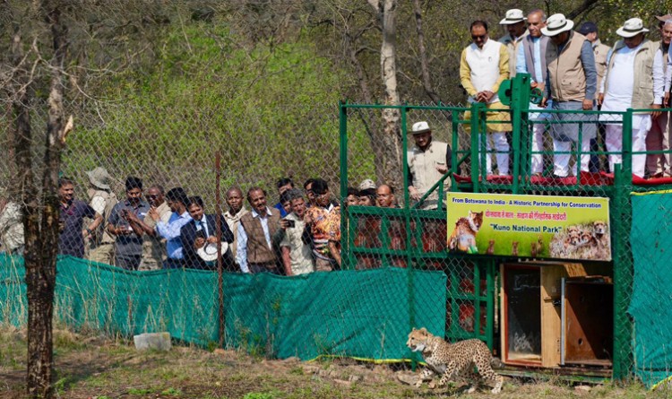 9 more cheetahs arrive in kuno park from botswana