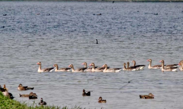 shekha lake in aligarh declared a ramsar site