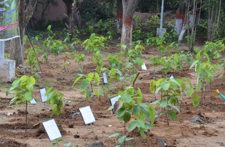 plantation