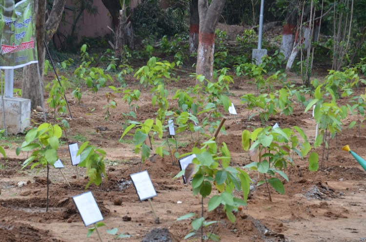 plantation