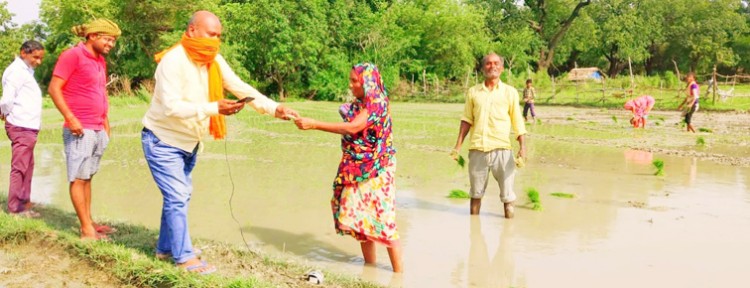 postal department dbt payment by to women transplanting paddy