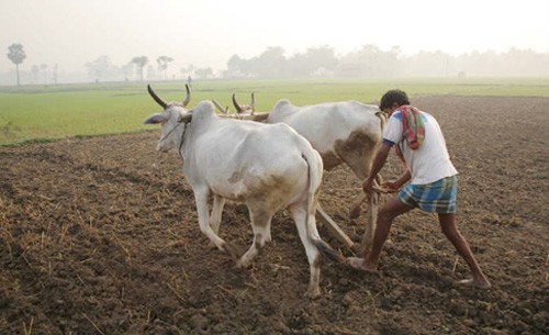 farmer
