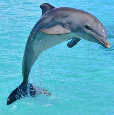 dolphin
