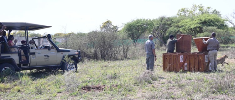 botswana gifts eight cheetahs to india