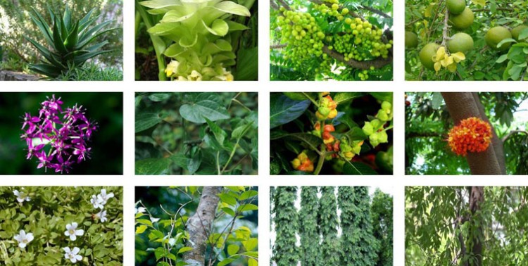 medicinal plants