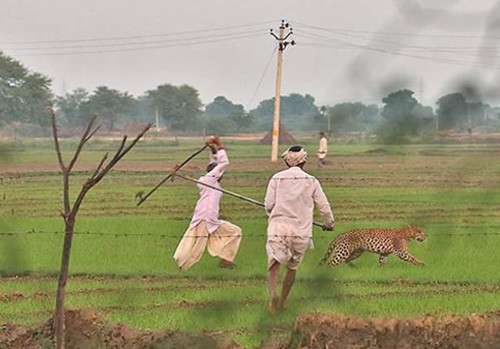 human-wildlife conflict