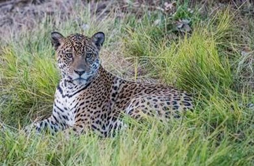 jaguar