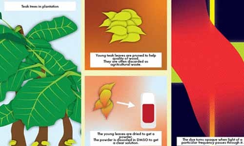 extract of teak leaves is a panacea for the eyes