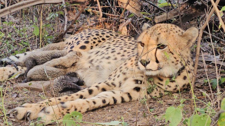 the cheetah population has increased in india
