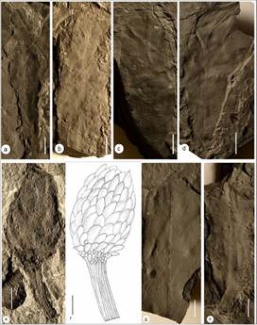 lost world found in jharkhand's coal mines