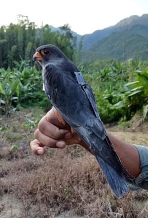 amur falcon