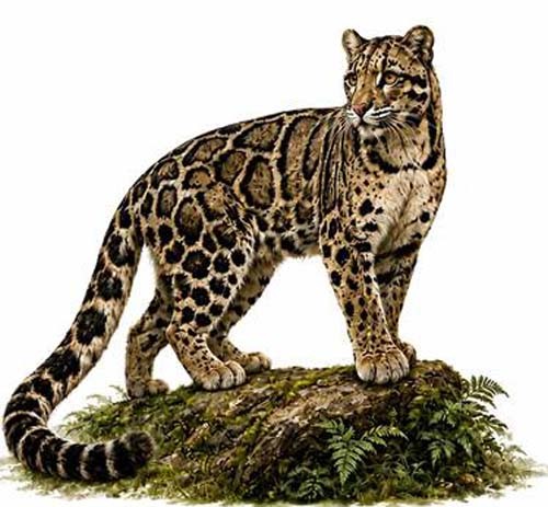 badaldar asia ka sabse durlabh cheeta