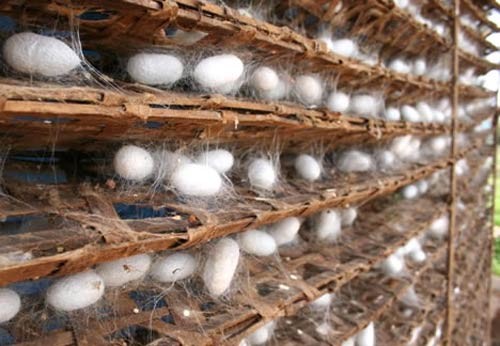 silk industry