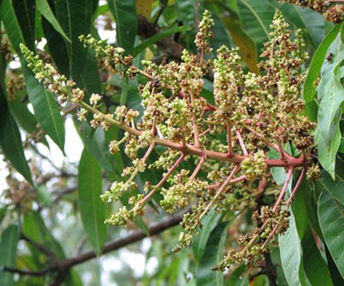 mango pest plants