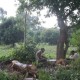 वृक्षों के अवैध कटान पर दो वन अधिकारी निलंबित