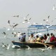 महाकुंभ में प्रवासी पक्षी बने आकर्षण का केंद्र