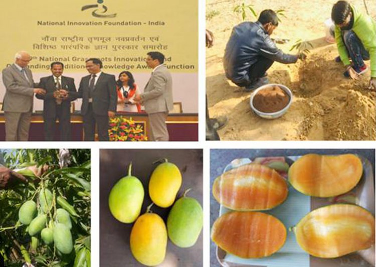 evergreen mangoes in kota for twelve months