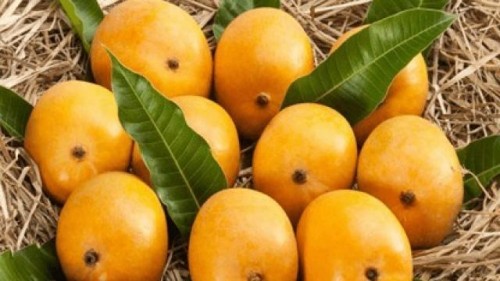 maharashtra's alphonso mango