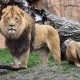 एशियाई शेर सार्स-कोव 2 से संक्रमित